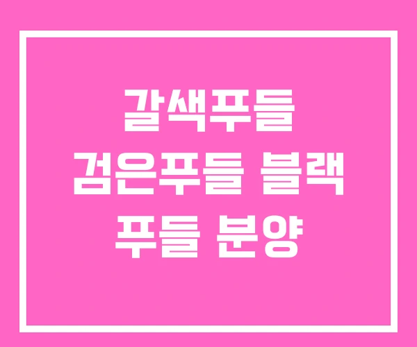 갈색푸들 검은푸들 블랙 푸들 분양