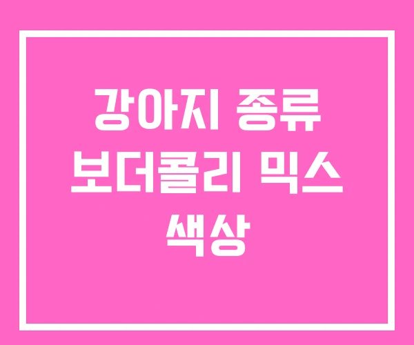 강아지 종류 보더콜리 믹스 색상