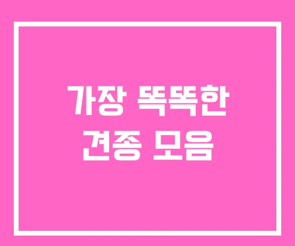 가장 똑똑한 견종 모음 가장 똑똑한 견종 모음
