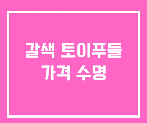 갈색 토이푸들 가격 수명