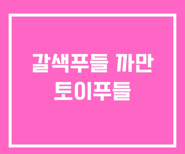 갈색푸들 까만 토이푸들