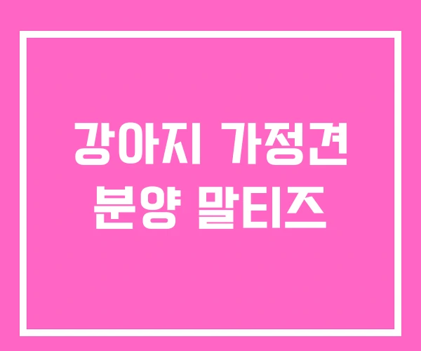 강아지 가정견 분양 말티즈