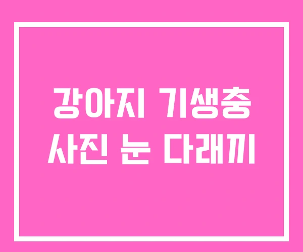 강아지 기생충 사진 눈 다래끼