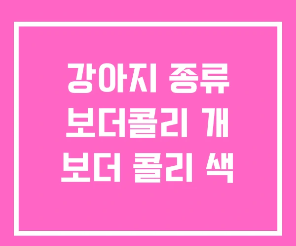 강아지 종류 보더콜리 개 보더 콜리 색