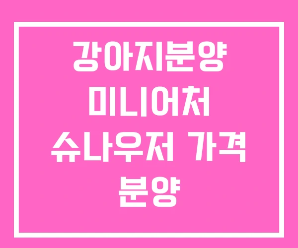 강아지분양 미니어처 슈나우저 가격 분양