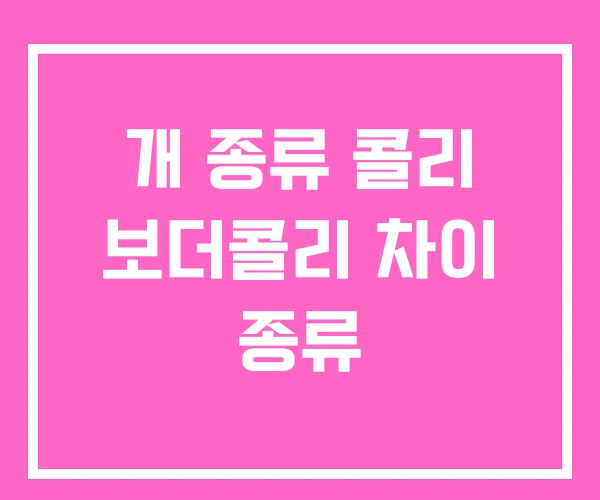 개 종류 콜리 보더콜리 차이 종류