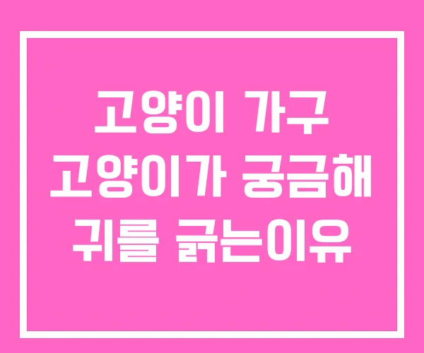고양이 가구 고양이가 궁금해 귀를 긁는이유 고양이 가구 고양이가 궁금해 귀를 긁는이유