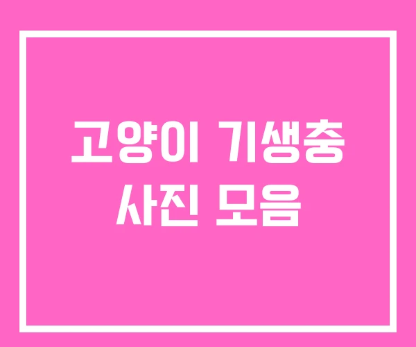 고양이 기생충 사진 모음 고양이 기생충 사진 모음