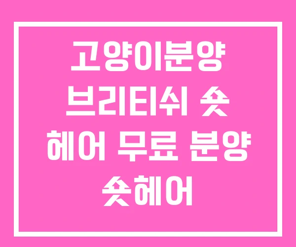고양이분양 브리티쉬 숏 헤어 무료 분양 숏헤어