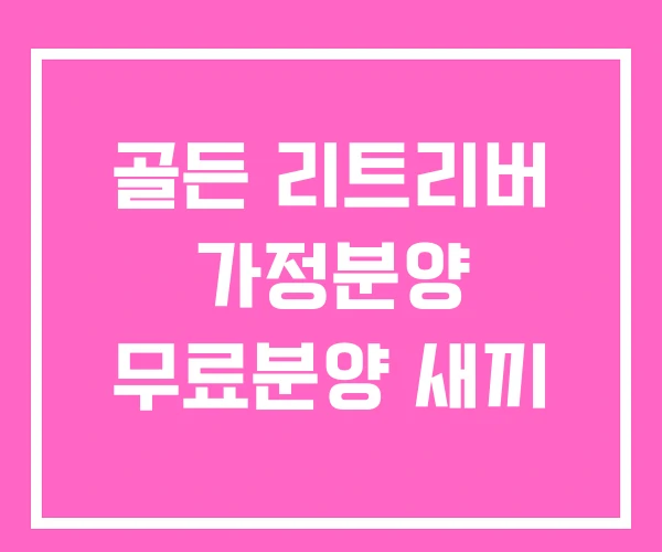 골든 리트리버 가정분양 무료분양 새끼