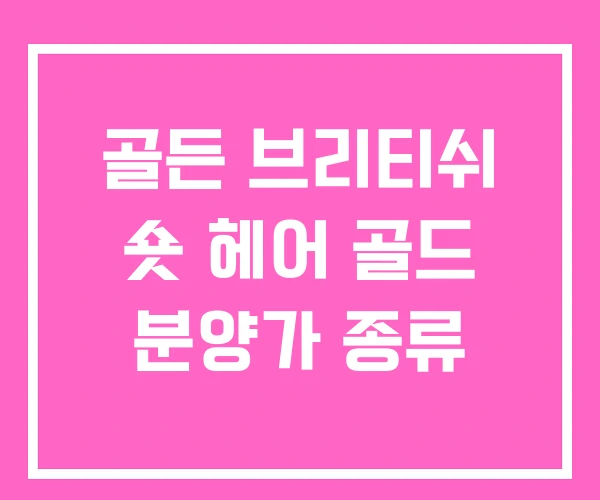골든 브리티쉬 숏 헤어 골드 분양가 종류