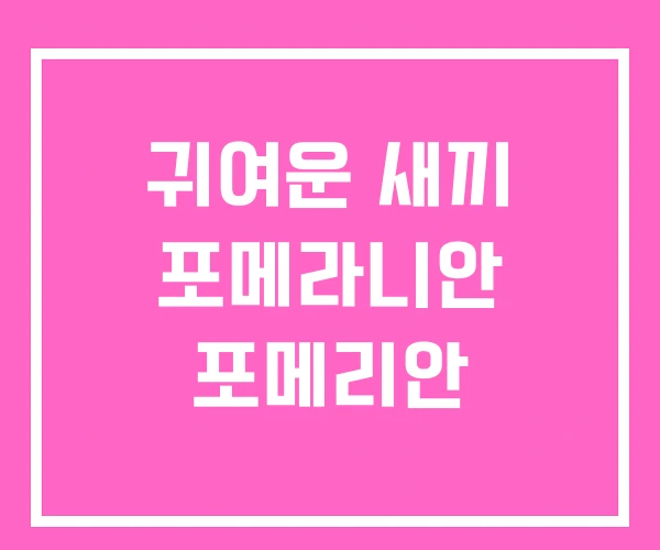 귀여운 새끼 포메라니안 포메리안