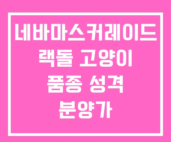 네바마스커레이드 랙돌 고양이 품종 성격 분양가 네바마스커레이드 랙돌 고양이 품종 성격 분양가