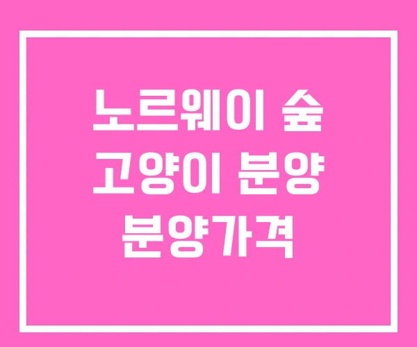 노르웨이 숲 고양이 분양 분양가격