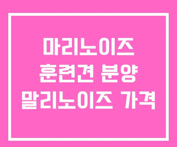 마리노이즈 훈련견 분양 말리노이즈 가격