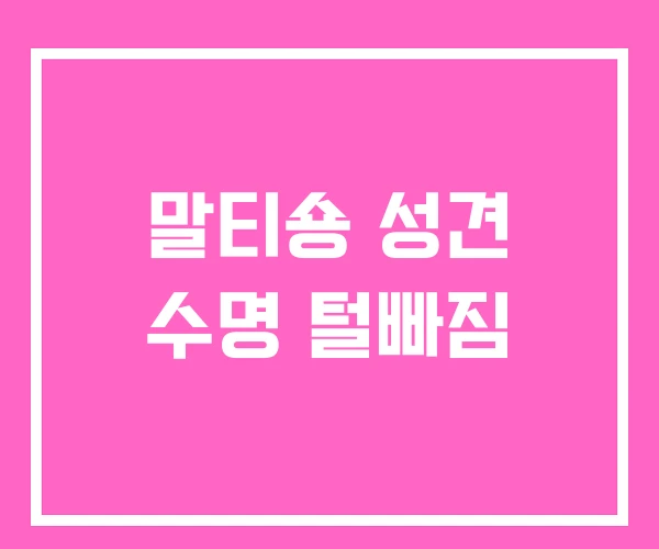 말티숑 성견 수명 털빠짐