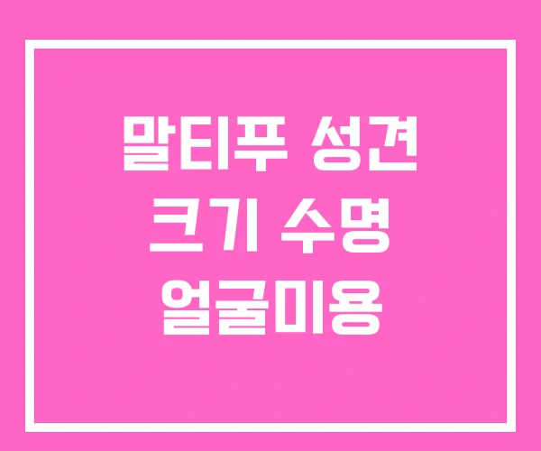 말티푸 성견 크기 수명 얼굴미용 말티푸 성견 크기 수명 얼굴미용