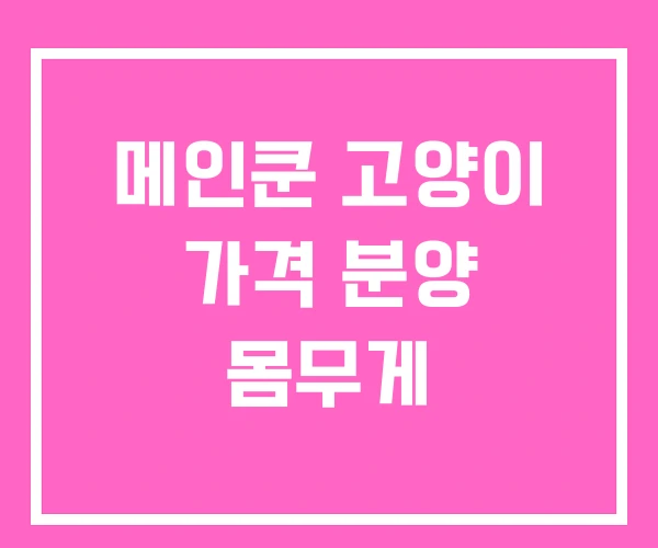 메인쿤 고양이 가격 분양 몸무게 메인쿤 고양이 가격 분양 몸무게