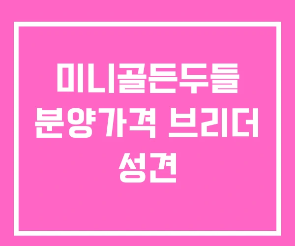 미니골든두들 분양가격 브리더 성견