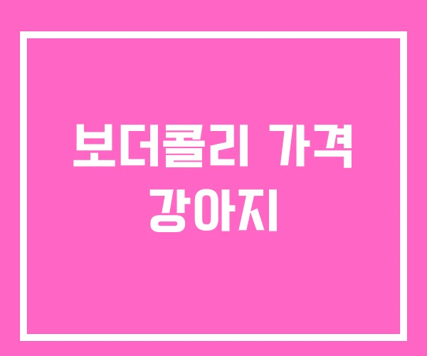 보더콜리 가격 강아지