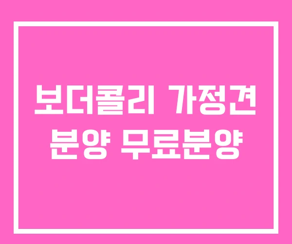 보더콜리 가정견 분양 무료분양