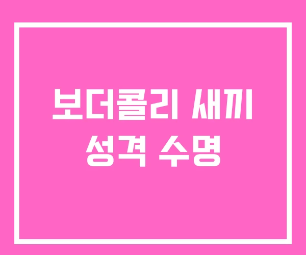 보더콜리 새끼 성격 수명