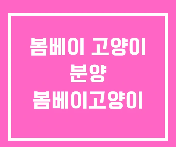 봄베이 고양이 분양 봄베이고양이