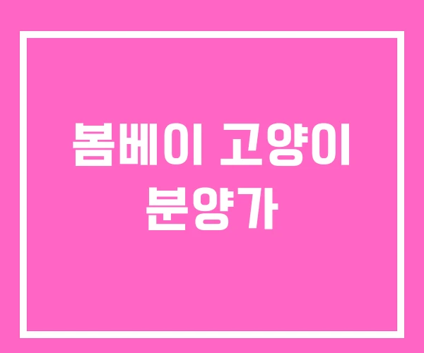 봄베이 고양이 분양가