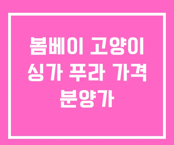 봄베이 고양이 싱가 푸라 가격 분양가