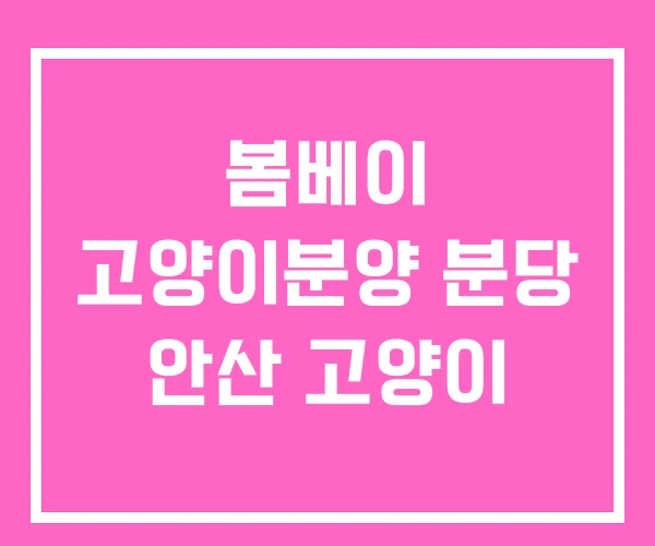 봄베이 고양이분양 분당 안산 고양이