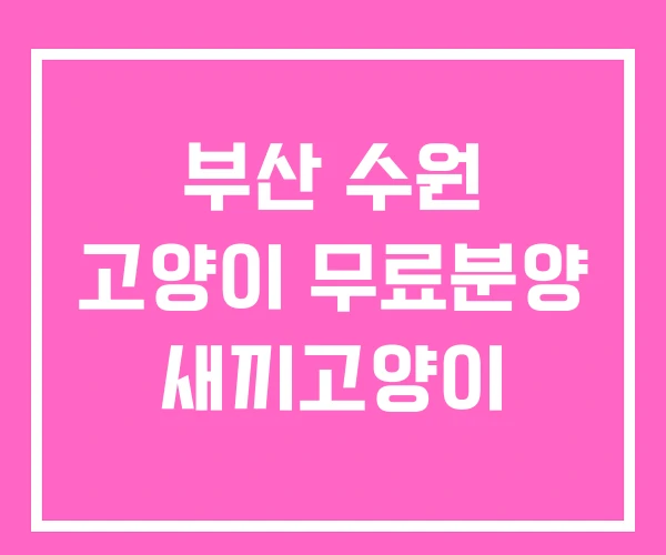 부산 수원 고양이 무료분양 새끼고양이