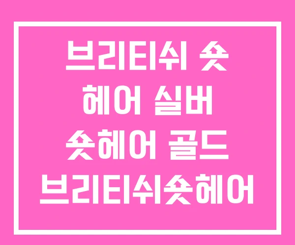 브리티쉬 숏 헤어 실버 숏헤어 골드 브리티쉬숏헤어 분양