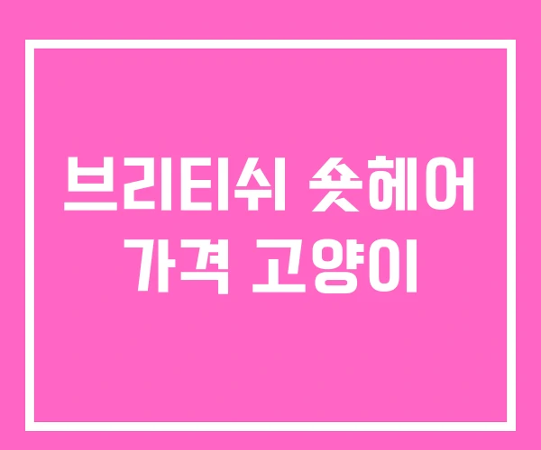 브리티쉬 숏헤어 가격 고양이