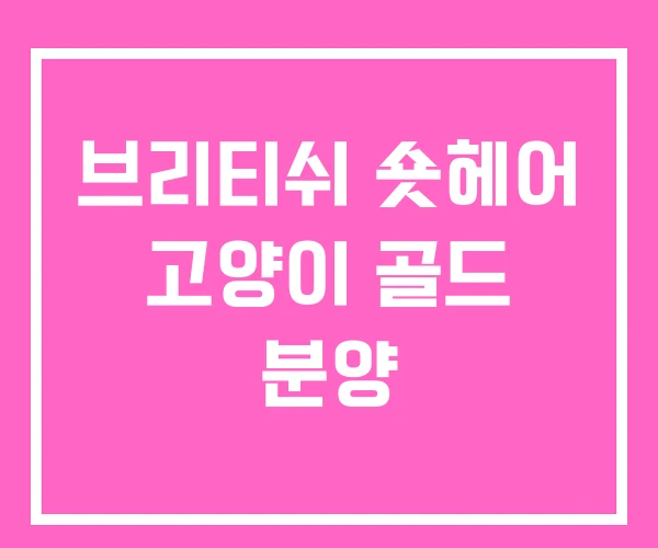 브리티쉬 숏헤어 고양이 골드 분양