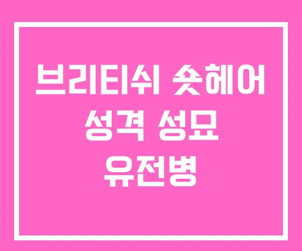 브리티쉬 숏헤어 성격 성묘 유전병 브리티쉬 숏헤어 성격 성묘 유전병