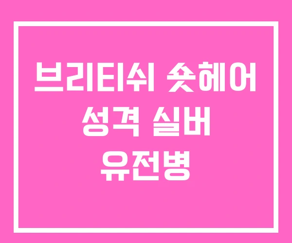 브리티쉬 숏헤어 성격 실버 유전병 브리티쉬 숏헤어 성격 실버 유전병