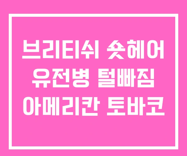 브리티쉬 숏헤어 유전병 털빠짐 아메리칸 토바코