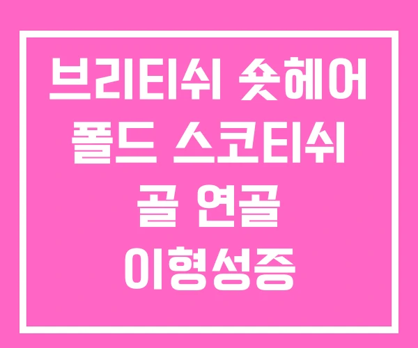 브리티쉬 숏헤어 폴드 스코티쉬 골 연골 이형성증