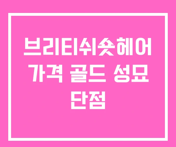 브리티쉬숏헤어 가격 골드 성묘 단점