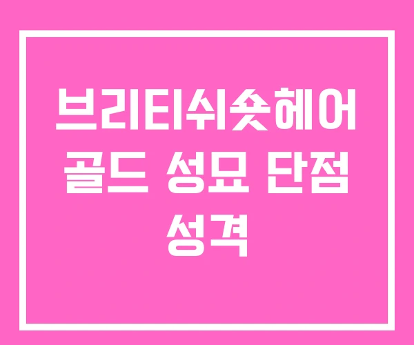 브리티쉬숏헤어 골드 성묘 단점 성격