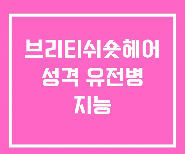 브리티쉬숏헤어 성격 유전병 지능 브리티쉬숏헤어 성격 유전병 지능