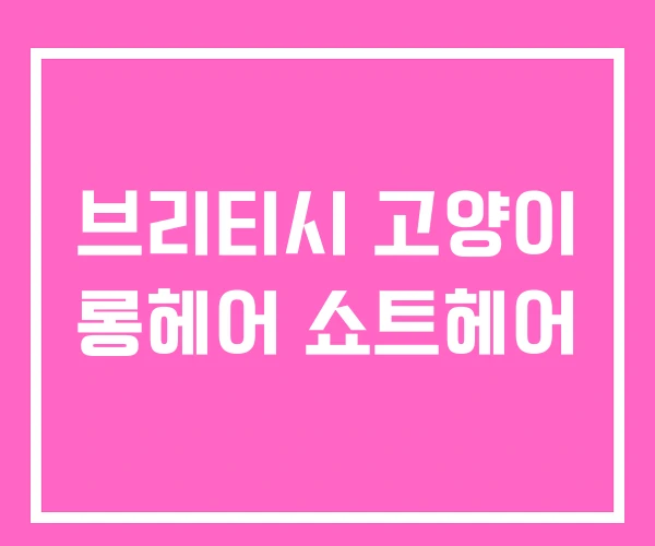 브리티시 고양이 롱헤어 쇼트헤어