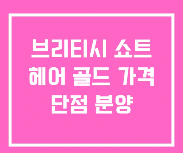 브리티시 쇼트 헤어 골드 가격 단점 분양
