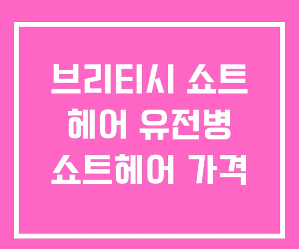 브리티시 쇼트 헤어 유전병 쇼트헤어 가격