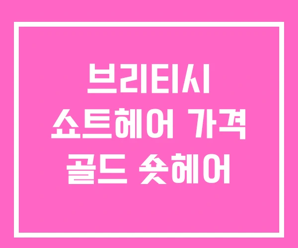 브리티시 쇼트헤어 가격 골드 숏헤어 브리티시 쇼트헤어 가격 골드 숏헤어