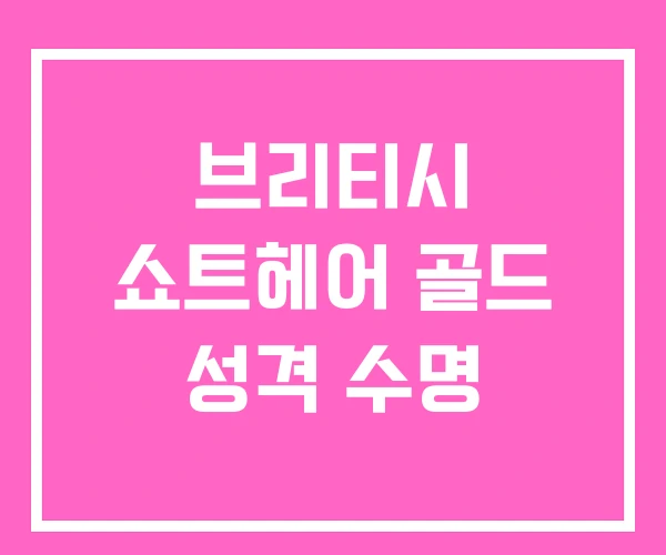 브리티시 쇼트헤어 골드 성격 수명