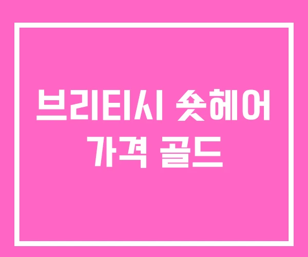 브리티시 숏헤어 가격 골드