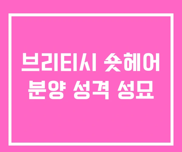 브리티시 숏헤어 분양 성격 성묘