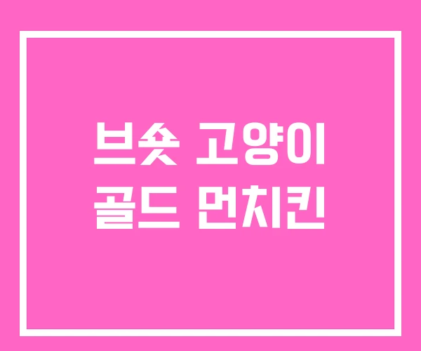 브숏 고양이 골드 먼치킨