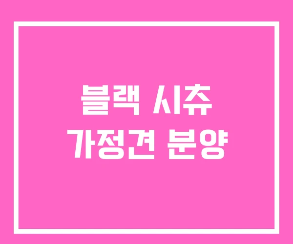 블랙 시츄 가정견 분양